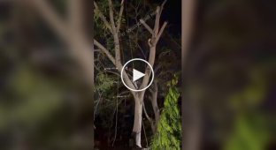Tree cutting down went wrong