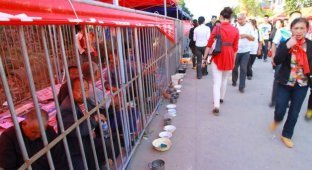 A zoo with beggars in cages (5 photos)