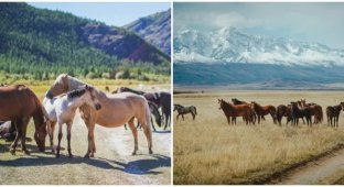 In Altai, a man cut the horses on which schoolchildren earned money for things for school (2 photos + 1 video)