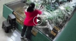 In China, a crocodile bit a girl on the arm