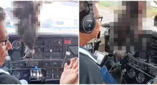 In Brazil, a vulture crashed into a passenger plane and broke the windshield (2 photos + 2 videos)