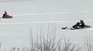 Snowmobilers chased a fox (2 photos + 1 video)