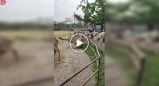 Любопытство подвело: жираф застрял, пытаясь заглянуть за ограду