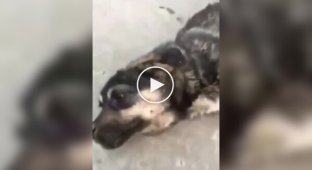 A fighting dog found food with a bad owner.