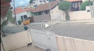 Парень вовремя спас кота от зажима автоматических ворот