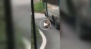 Леопард у сафарі-парку стрибнув на автобус і крізь вікно подряпав жінці руку