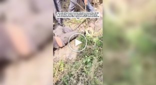 Питон напал на рабочего в Индии