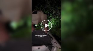 A man caught a caiman for a video and was bitten in return