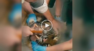 A veterinarian removes a piece of bone stuck on a tiger tooth.