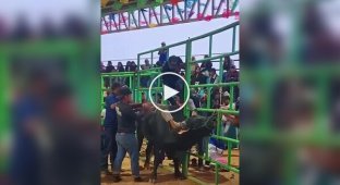 Парень застрял в снаряжении и оказался под копытами быка