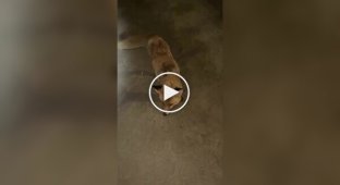 Бешеная лиса напала на девушку в Казахстане