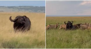 Tourists filmed how a pride of lions attacked a huge buffalo (5 photos + 1 video)