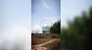 В Індії слон за 10 днів вбив понад два десятки людей