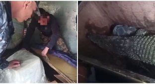 A live crocodile was detained at customs in Russia without documents, but with its owner (2 photos + 1 video)