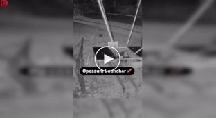 Опоссума запустили в небо, используя крупную самодельную рогатку