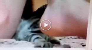 Этого кота уже ничем не удивишь