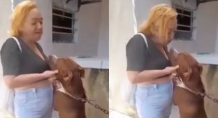 In Brazil, a woman lost her lip after kissing a pit bull (2 photos + 1 video)