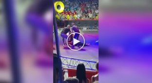 A man fell from a height during a circus performance