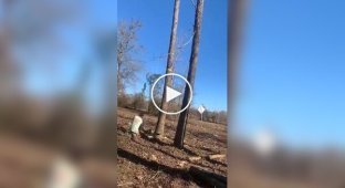 In the US, a man was seriously injured while trying to cut down Tree