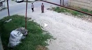 Лошадь сбила мужчину со скутера