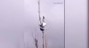 Житель села допоміг леопарду залишити високе дерево в Індії