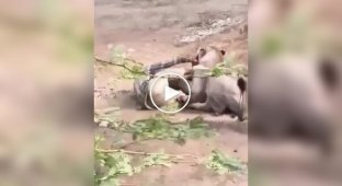 В Индии львица напала на пастуха