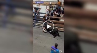 Обезумевший бык швырнул в воздух и попытался затоптать испанца, который его дразнил