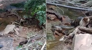 Анаконда мало не задушила собаку (2 фото + 1 відео)