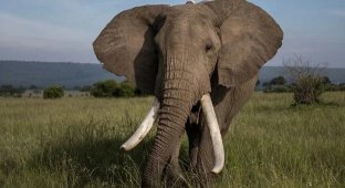 Elephants trampled a tourist in South Africa (3 photos)