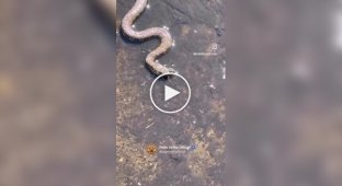 Snake and frog: a real battle for survival