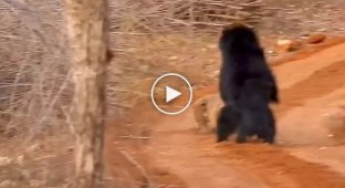 Медведица бросилась на тигра, чтобы защитить детеныша