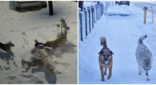 In Novy Urengoy, a schoolgirl will be paid 10 thousand dollars for stray dog bites (2 photos + 1 video)