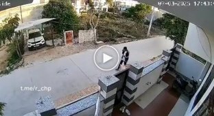 Напад бездомних собак на дівчину в Індії