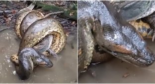 A giant anaconda killed a caiman in its “embrace” (5 photos + 1 video)