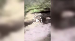 Ад арахнофоба