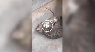 A hunter from the cradle: a small kitten caught a mouse