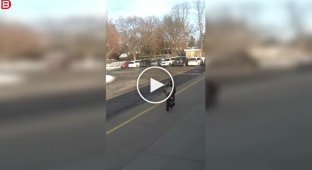 Ротвейлер напал на женщину возле начальной школы в США