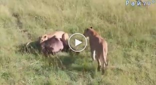 Buffalo left lionesses without prey and stole her cub from them