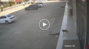 Парень пожалел, что решил обидеть собаку