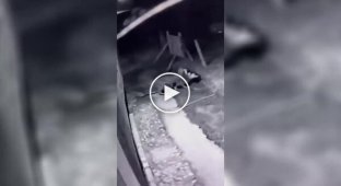 Дика пума вкрала домашню кішку