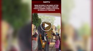 Слон на фестивале в Индии подбросил мужчину в воздух