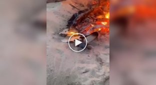 Іде краб пляжем, бачить, багаття горить