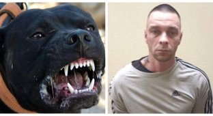 “Get him away from me!”: a resident of St. Petersburg set a pit bull on passers-by because of a comment about the muzzle (2 photos + 1 video)