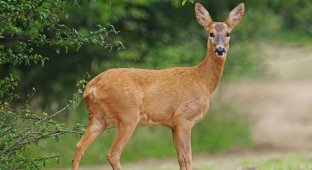 Two people died from a virus that turns deer into “zombies” (4 photos)