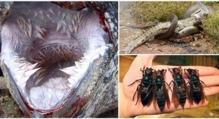 Proof that there is nothing scarier than nature (23 photos)