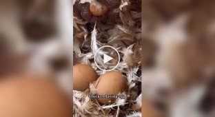 Как курочки несут яйца