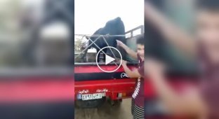 Teasing a bull is a very bad idea