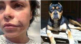 A dog attacked a woman and mutilated her face (8 photos)