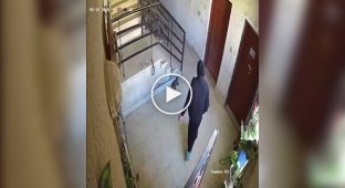 Karma worked instantly: the woman kicked a cat and immediately fell