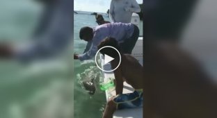 A Florida resident decided to play with a small shark and lost his little finger